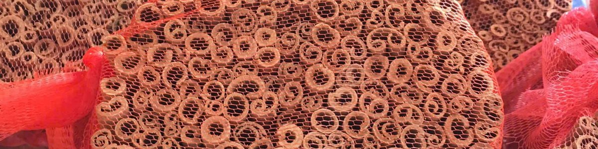 Seed STRIP_1 4
