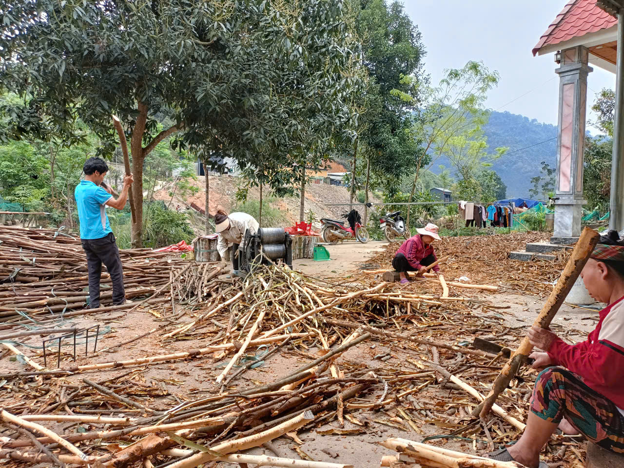 Sản phẩm quế đóng gói xuất khẩu