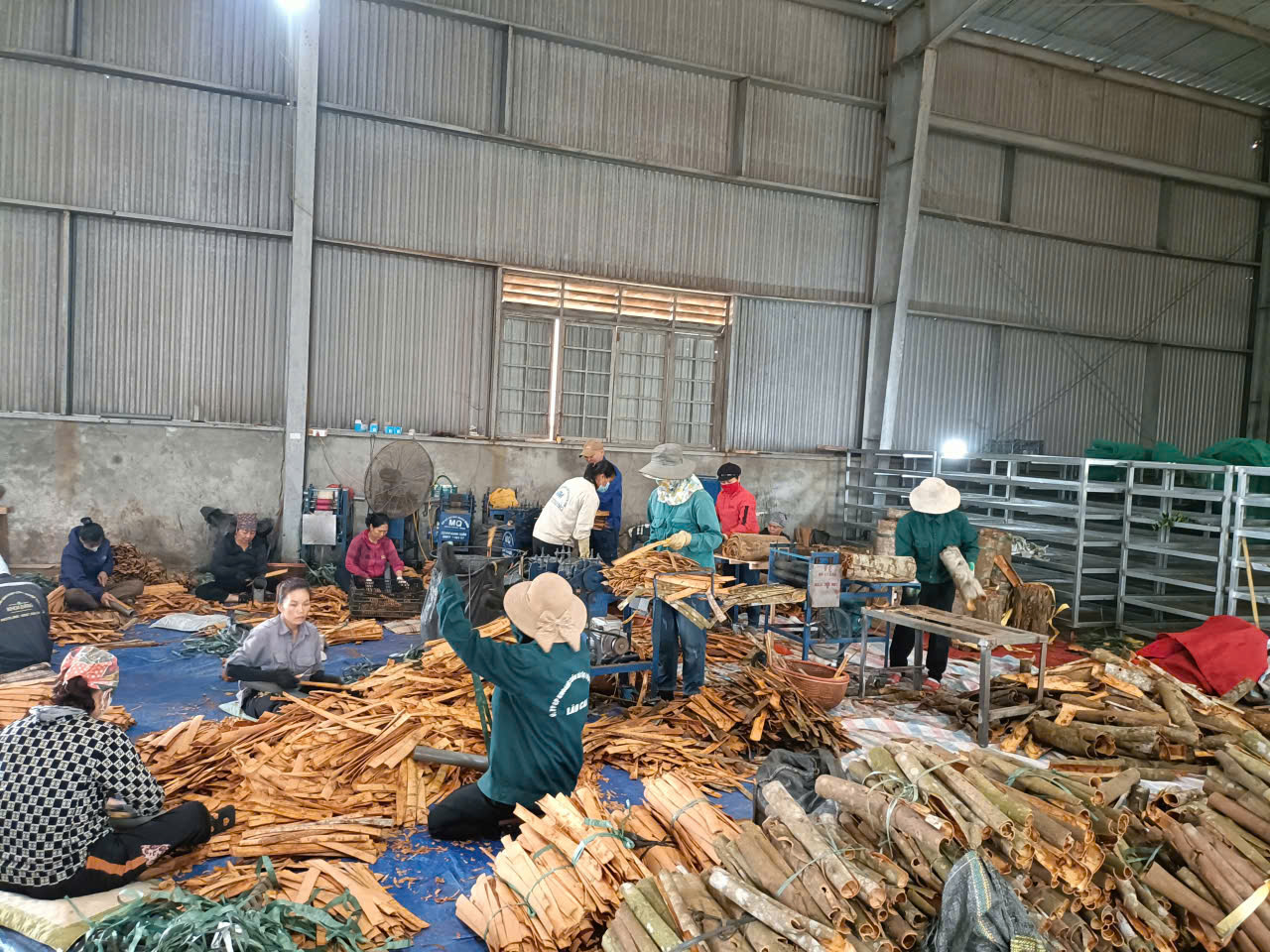 Bà con thu hoạch quế tại vùng cao